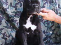 Fcı-Kıf Secereli Safkan Cane Corso Yavrular
