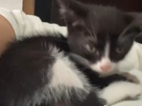 Tekir kedimize acil yuva aranıyor