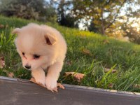 Tilki Surat Pomeranian