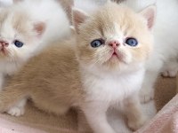 Safkan Şecereli Exotic Shorthair yavru
