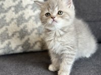 KEHRİBAR GÖZ BLUE TABBY BRİTİSH YAVRULARIMIZ HAZIR