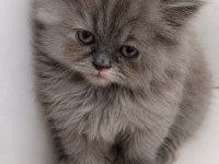 Son Yavru British Longhair Yeni Yuvasını Arıyor