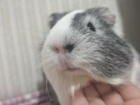 Ginepig 6 Aylık