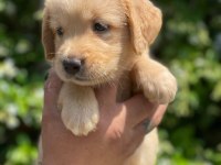 AİLE KÖPEĞİ GOLDEN RETREİWER