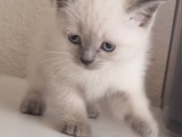 Mavi gözlü scottish fold yavrular