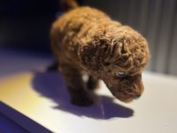 2.5 AYLUK TEA CUP TOY POODLE KORE KAN SAFKAN IRK