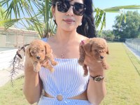 Maltipoo yavrularım çok sevimliler