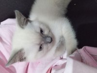 2 aylık 2 adet dişi ve 1 adet erkek kediler