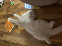 1 yaşında scottish fold tüm aşıları tam AÇIKLAMAYI OKUYUNUZ