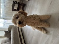 7 aylık poodle