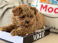 Çok özel Tea cup morkie yavrumuz ziyarete açık
