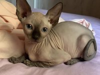OZYFELINES Seçkin Sphynx Yavruları