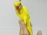 Sarı yavru maskot bir pakistan papağanı