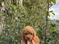 Toy Poodle Köpeği