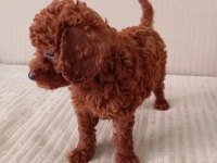 Dark Red Brown Toy Poodle