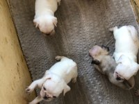 Egzotik beyaz pug yavrularım özel olmak istiyorum diyorsan