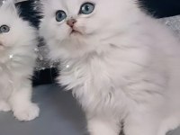 British Longhair Ares Paşa Longhair