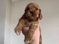 Cocker bebekler yeni yuva arıyor