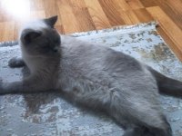 British shorthair blue point