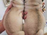 Safkan A kalite muhteşem pug yavruları