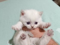 Bluepoint bebişler british shorthair