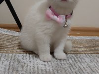 2 aylık scottish fold