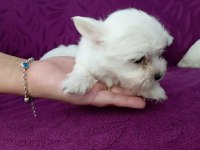 Orjinal maltese