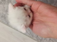 Dişi erkek british shorthair yavrular rezerveye açıktır