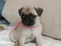 Şaşkın bakışlım pug yavrularım