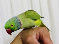 Evcil Konuşan Erkek Portakal Kafa Pakistan Papağanı