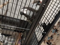 Jako papağanım kedi gibi miyavlar