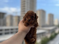 Mini Boy Toy Poodle