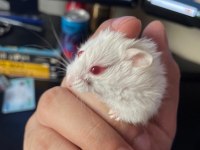 Hamsterlar beyaz kahve