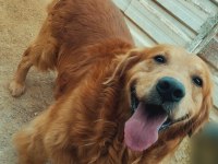 Golden retriever gerçek orjinal bebekler