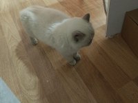 Exotic Shorthair Dişi Kısır Değil