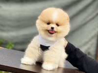 Yeni evlerine gitmeye hazır pomeranian yavruları