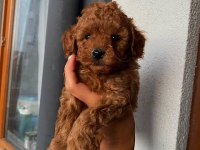 TOY POODLE YAVRU ÇEŞİTLERİ
