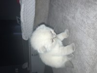 Eklem ağrısız Scottish fold Yavrular