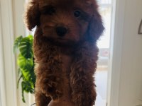 3 Aylık Dişi Kore Poodle