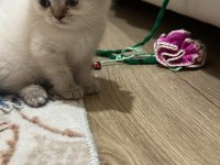 LYNX POİNT BRİTİSH BEBEKLER