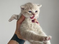 British shorthair yavrular 3 dişi 1 erkek