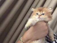 Golden ve beyaz üst kalite cins uzun tüylü kedilerim