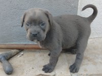 Irkının en iyisi cane corso yavrular kapıda ödeme mevcut