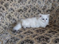 Son kalan a kalite dişi british longhair