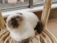 Tertemiz Uysal Safkan Scottish Fold Blue Point Shorthair