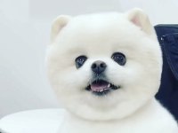 KAR BEYAZ POMERANİAN KÖPEKLER
