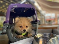 Pomeranian 4.5 aylık erkek
