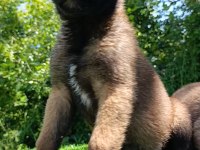 Üst Düzey Safkan Belçika Malinois Bebekler