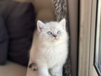 Silver Safkan British Shorthair Yavrum