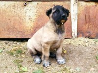 Kaliteli Kangal yavrularımız gönderim yapıyoruz